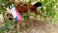 Tidak ingin keluar dari kaidah memetik buah, warga ini lakukan aksi nyeleneh. Pohon yang bahkan tingginya tak lebih dari lutut tetap dipanjat hingga dirinya tersangkut. Foto: 1cak.com