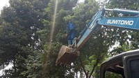 Pohon yang terlalu tinggi dan susah diraih membuat salah satu warga ini berlaku diluar nalar. Dirinya nekat menggunakan traktor pengeruk demi bisa mengambil buah yang matang di pohon. Foto: 1cak.com