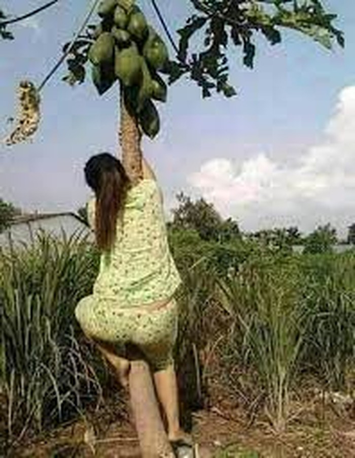 Galeri petik buah Galeri petik buah