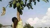 Bertekad keras, seorang wanita melakukan hal tak terduga demi memetik buah ini. Walaupun pohon buahnya pendek, ia tetap bersikeras untuk memanjat pohon tersebut. Foto: 1cak.com
