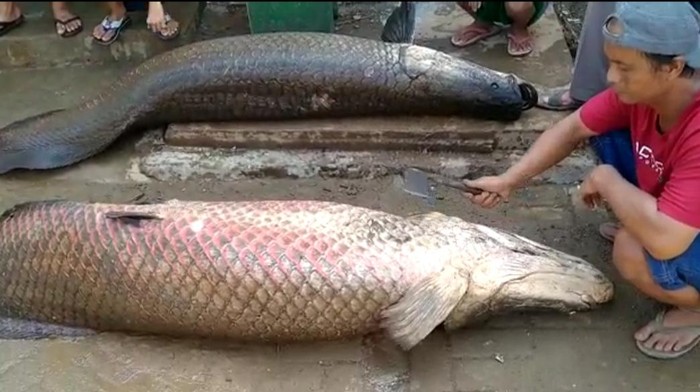 Ikan Arapaima gigas yang ditemukan warga usai banjir bandang di Garut