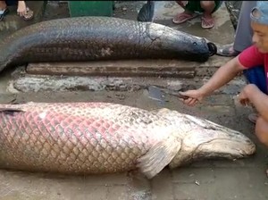 Soal Kepemilikan Arapaima Gigas di Garut, Dekan Unpad: Ilegal!