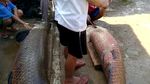 Penampakan Ikan Raksasa Arapaima Usai Banjir Bandang di Garut