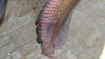 Penampakan Ikan Raksasa Arapaima Usai Banjir Bandang di Garut