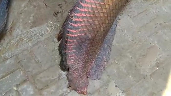Ikan Arapaima gigas yang ditemukan warga usai banjir bandang di Garut