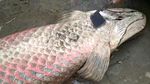 Penampakan Ikan Raksasa Arapaima Usai Banjir Bandang di Garut