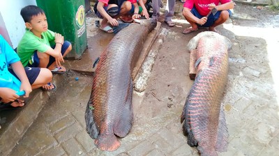 Penampakan Ikan Raksasa Arapaima Usai Banjir Bandang di Garut