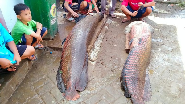 Penampakan Ikan Raksasa Arapaima Usai Banjir Bandang di Garut