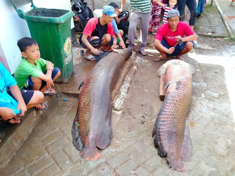 Penampakan Ikan Raksasa Arapaima Usai Banjir Bandang di Garut