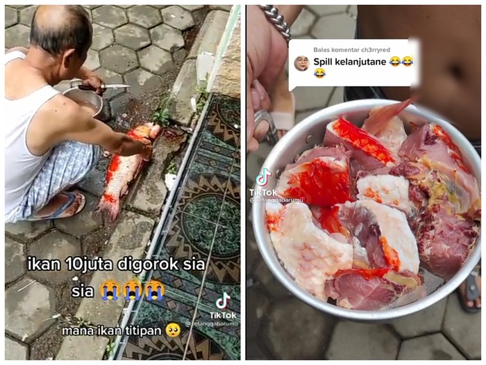 Duh! Ikan Koi Kohaku Titipan Seharga Rp 10 Juta Ini Berakhir di Panci