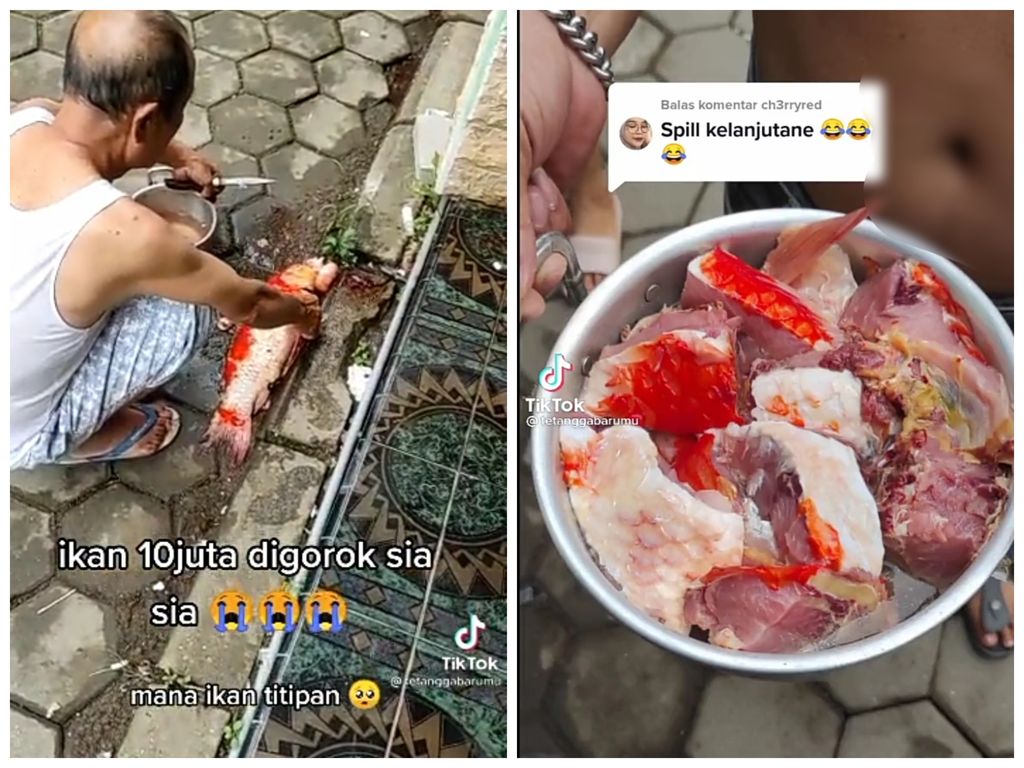 Duh! Ikan Koi Kohaku Titipan Seharga Rp 10 Juta Ini Berakhir di Panci