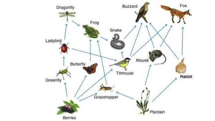 Urutan Rantai Makanan di Sawah dan Penjelasannya yang Mudah Dipahami