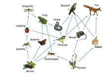 Urutan Rantai Makanan di Sawah dan Penjelasannya yang Mudah Dipahami