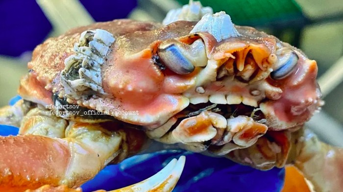 Kepiting bergigi manusia