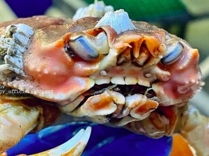Ditemukan Kepiting Langka Bergigi Manusia