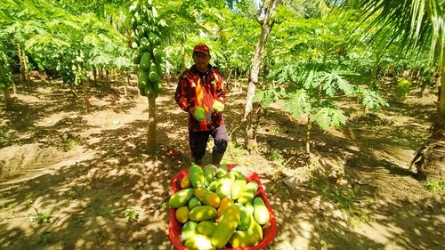 Panen buah pepaya California, kelompok tani buah Jembrana, Bali, Selasa (19/7/2022)