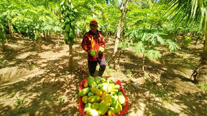 Panen buah pepaya California, kelompok tani buah Jembrana, Bali, Selasa (19/7/2022)