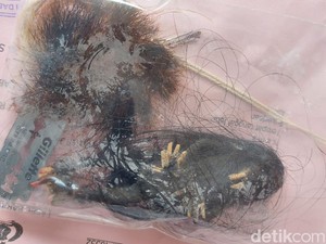 Geger Aksi Habib Cabul di Bandung Barat Bawa-bawa Jenglot