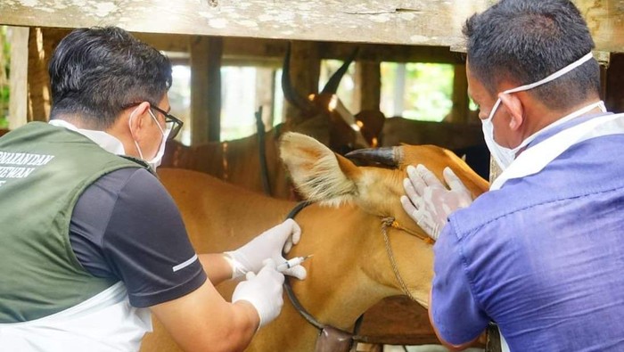 Petugas melakukan vaksinasi PMK terhadap sapi ternak di Bone.