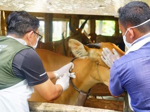 600 Sapi di Sulsel Dipotong Paksa karena PMK, 137 Sudah Terima Ganti Rugi
