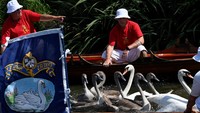 Sensus angsa merupakan tradisi tahunan Inggris yang biasa disebut Swan Upping.