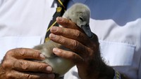 Sensus dipimpin oleh swan penanda Ratu, David Barber, dan melibatkan pencatatan rincian angsa.