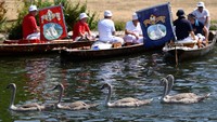 Sejumlah petugas kembali menggelar sensus tahunan populasi angsa di sepanjang bagian Sungai Thames, Shepperton, Windsor, Inggris, Senin (18/7/2022).