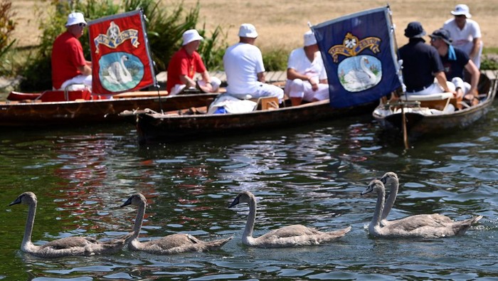 Uniknya Tradisi Sensus Angsa Milik Ratu Elizabeth A Swan Upper returns a cygnet after recording details during the annual census of the swan population along sections of the River Thames, Shepperton near Windsor, Britain, July 18, 2022. REUTERS/Toby Melville TPX IMAGES OF THE DAY