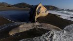 Penampakan Paus Bungkuk yang Mati dan Terdampar di Pantai California
