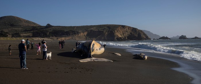 USA-WHALE/ A dead humpback whale, whose cause of death is still unknown according to local media, is washed up on Sharp Park Beach in Pacifica, California, U.S., July 18, 2022. REUTERS/Carlos Barria