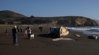 Paus ini terbawa ombak dan terdampar di pantai tersebut. Belum diketahui meninggal di laut atau saat terdampar di pantai. Paus bungkuk dewasa bisa mempunyai bobot 36 ton dengan panjang 12 hingga 16 meter.