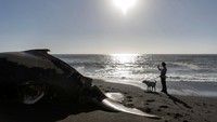 Warga membawa anjingnya melihat kondisi paus bungkuk yang mati di Pantai Sharp Park, California. Mesi namanya paus bungkuk, sejatinya ia tidak benar-benar bungkuk. Sirip kecil di bagian punggungnya membuat paus ini seolah-olah membungkuk. Terlebih, ia membungkuk saat akan menyelam.