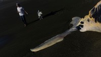 Warga melintas di bagian ekor paus bungkuk yang mati di Pantai Sharp Park, California. Paus bungkuk merupakan salah satu spesies paus balin, tidak punya gigi. Balin ini semacam lempengan berserat di dalam mulut paus yang terbuat dari keratin. Balin ini yang digunakan untuk mengunyah makanan seperti plankton, ikan, dan udang.