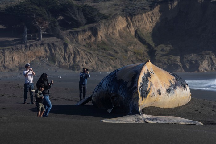 A dead humpback whale, whose cause of death is still unknown according to local media, is washed up on Sharp Park Beach in Pacifica, California, U.S., July 18, 2022. REUTERS/Carlos Barria