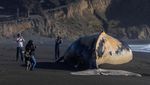 Penampakan Paus Bungkuk yang Mati dan Terdampar di Pantai California