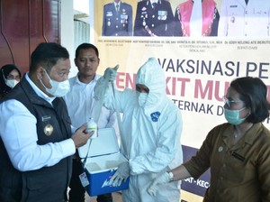 Antisipasi Penyebaran PMK, Pemkab Dairi Adakan Vaksinasi Hewan Ternak