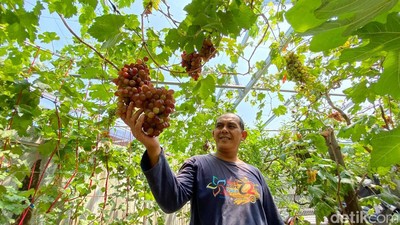 Menengok Tempat Budi Daya Bibit Anggur di Cibaduyut Bandung