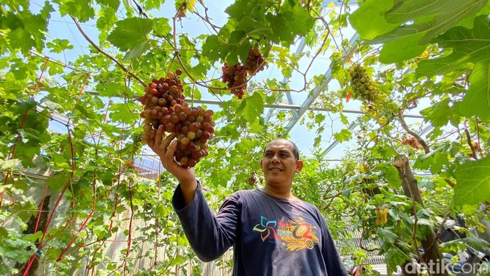 Warga Bandung sukses budidaya bibit anggur impor di lahan sempit