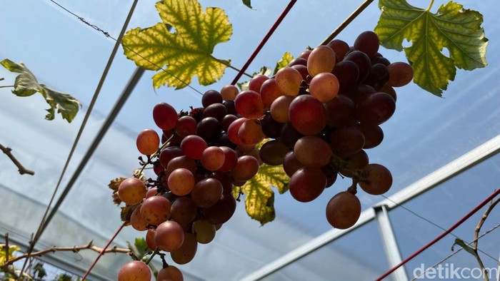 Warga Bandung sukses budidaya bibit anggur impor di lahan sempit