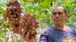 Menengok Tempat Budi Daya Bibit Anggur di Cibaduyut Bandung
