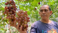 Foto: Bibit anggur yang dijual harganya mulai dari Rp 125 ribu. Apabila sudah jadi pohon dia menjualnya dari mulai Rp 1,5 juta hingga Rp 6,5 juta.