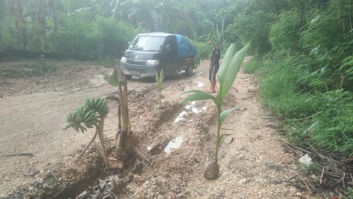 Warga Buton Utara menanam pohon di jalan sebagai bentuk protes jalan rusak.