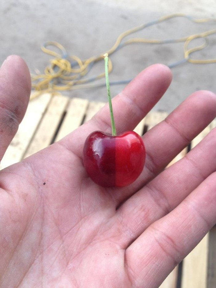 10 Tampilan Makanan Ini Sangat Sempurna, Bikin Sayang Dimakan