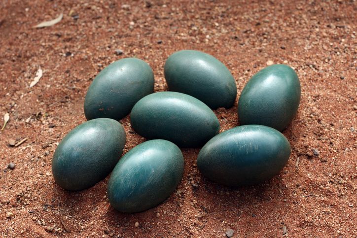 5 Telur Termahal di Dunia dan Mengapa Harganya Selangit