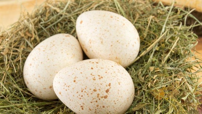 5 Telur Termahal di Dunia dan Mengapa Harganya Selangit