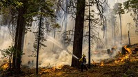 Seorang petugas pemadam kebakaran CalFire menyiramkan air ke pohon saat api menjadi bumerang di sepanjang Jalan Wawona selama Kebakaran Washburn di Taman Nasional Yosemite, California, 11 Juli 2022. (AP/Stephen Lam)