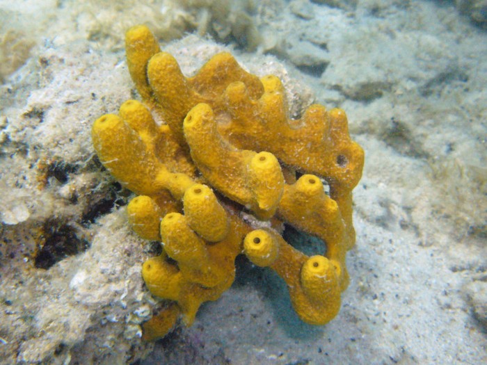 Aplysina aerophoba, salah satu spesies dari filum porifera di Vodice, Croatia.