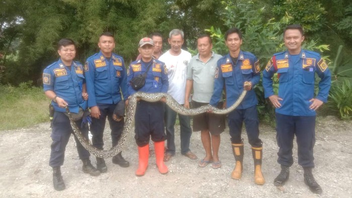 Damkar Evakuasi Ular Sanca 3,5 Meter yang Berkeliaran di Permukiman Bogor (dok Damkar Kab Bogor)