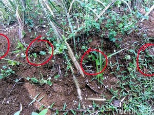 Penampakan Diduga Jejak Kaki Harimau di Cicantayan Sukabumi