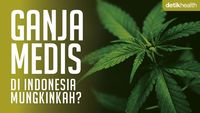 Tolak Legalisasi Ganja Medis, MK Ungkap Alasannya